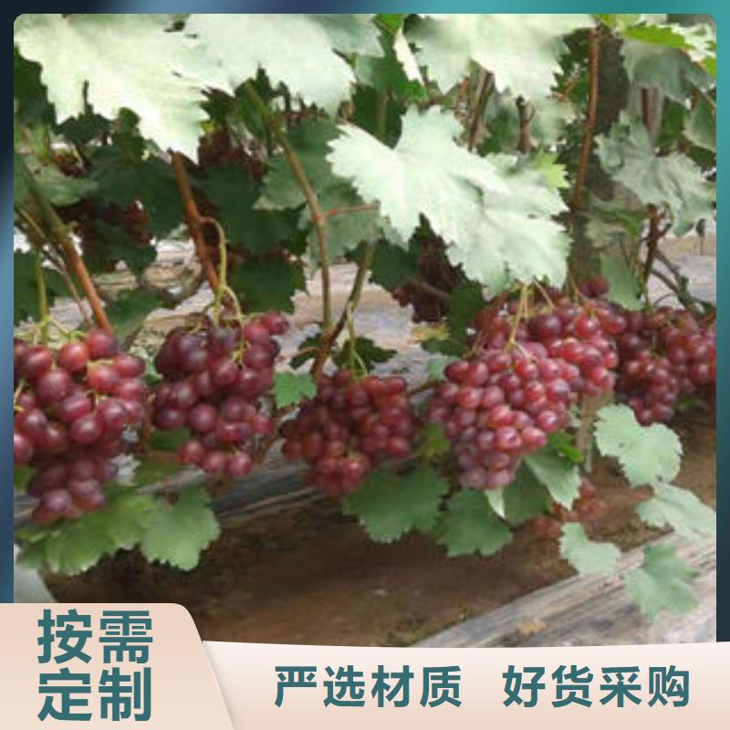 葡萄苗藍(lán)莓苗來圖定制