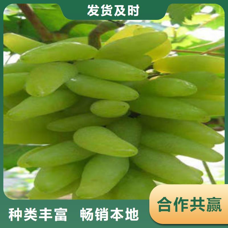 葡萄苗李子苗價(jià)格實(shí)惠工廠直供