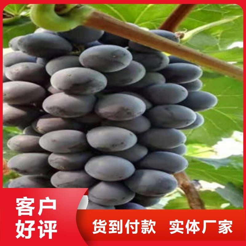 花椒苗视频-甘肃省天水市|武山|秦州|平凉|武威|甘南|定西|兰州|酒泉花椒苗-兴海