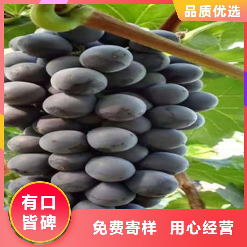 葡萄苗-桃樹苗源頭廠源頭貨