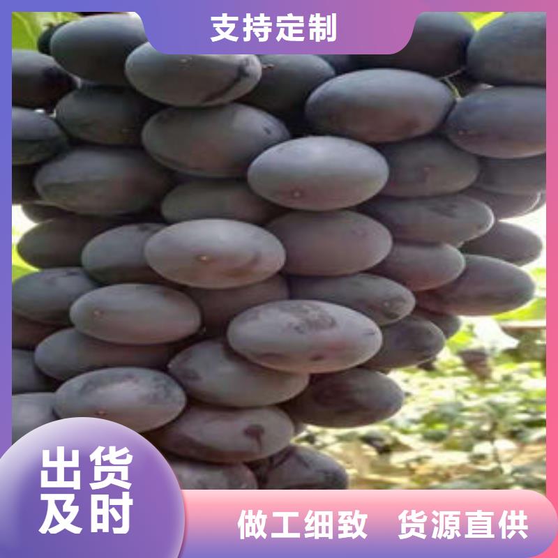 葡萄苗,梨樹苗物流配送