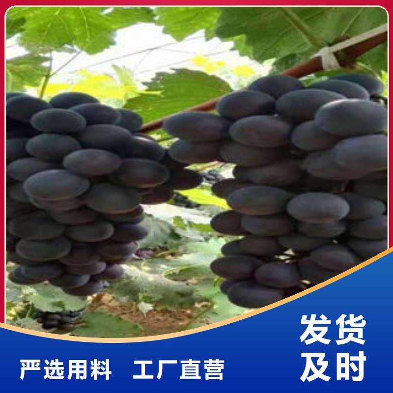 【葡萄苗】-核桃苗出貨快