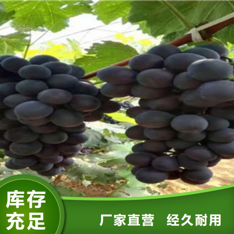 葡萄苗板栗苗产地源头好货