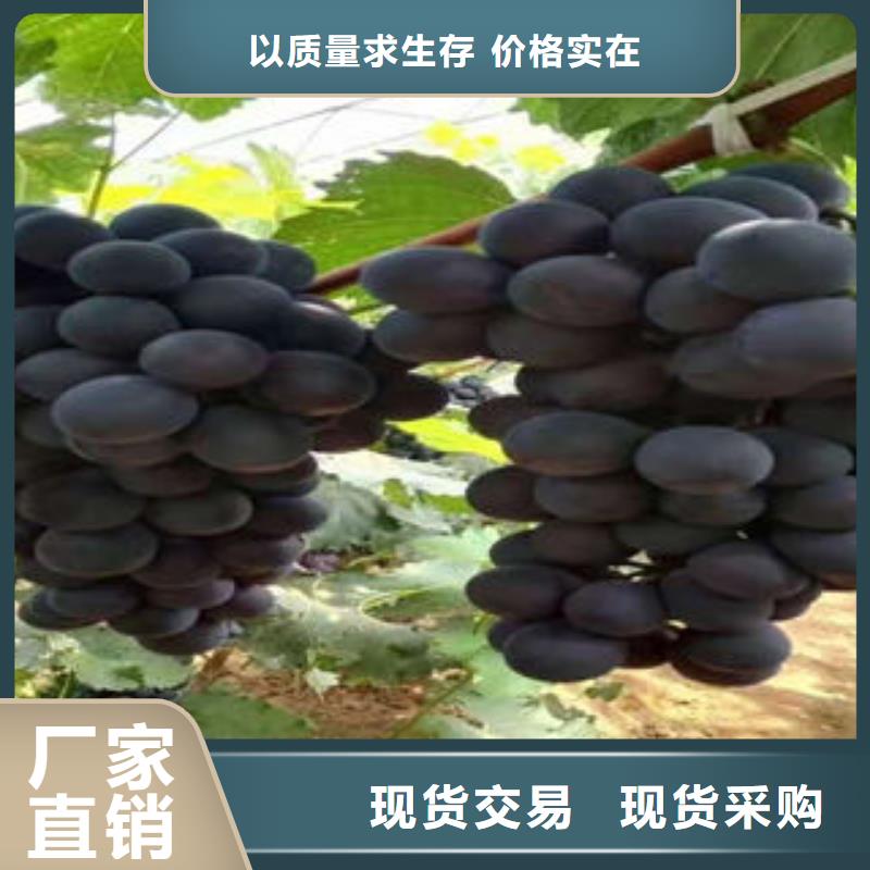 葡萄苗【山楂苗】安裝簡單