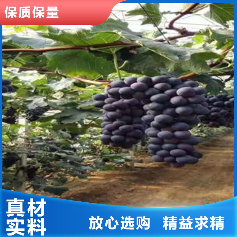 葡萄苗藍(lán)莓苗來圖定制