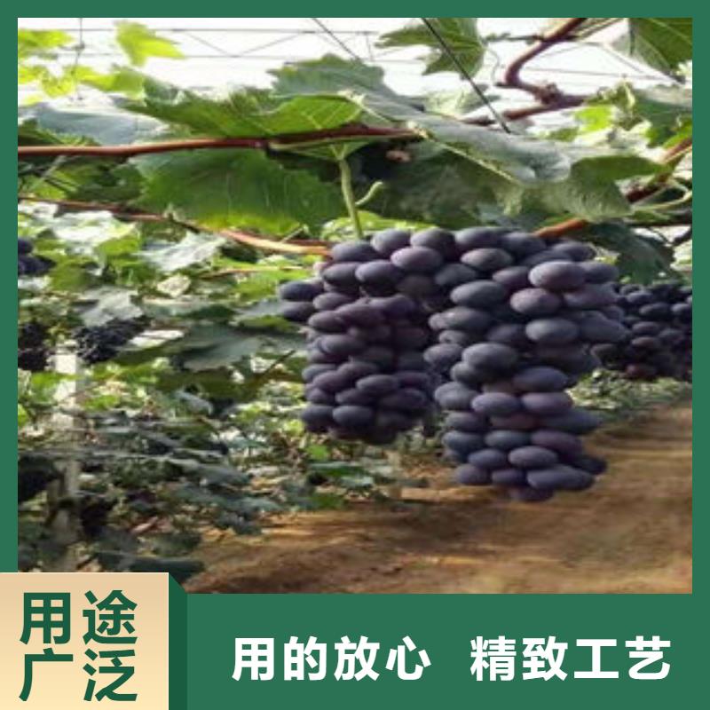 花椒苗视频-花椒苗-兴海苗木种植社(辽宁省分公司)服务区域葫芦岛|鞍山|朝阳|阜新|盘锦