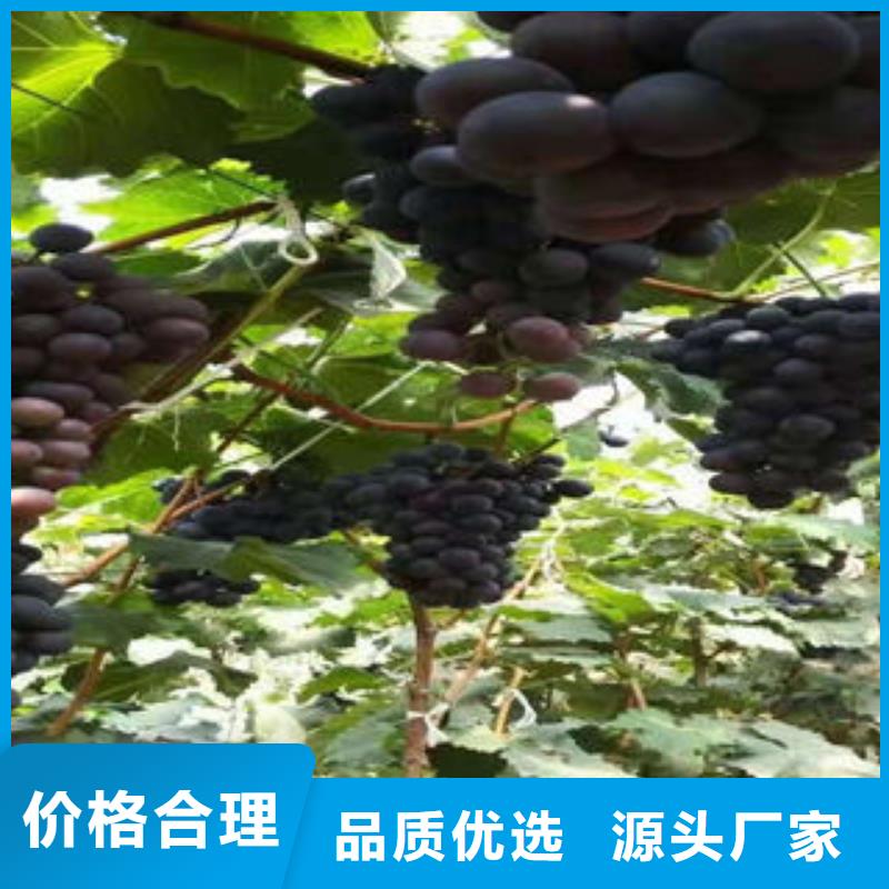 葡萄苗,梨樹苗物流配送