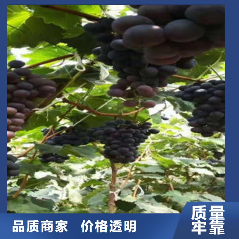 葡萄苗_【桃樹苗】工廠認證