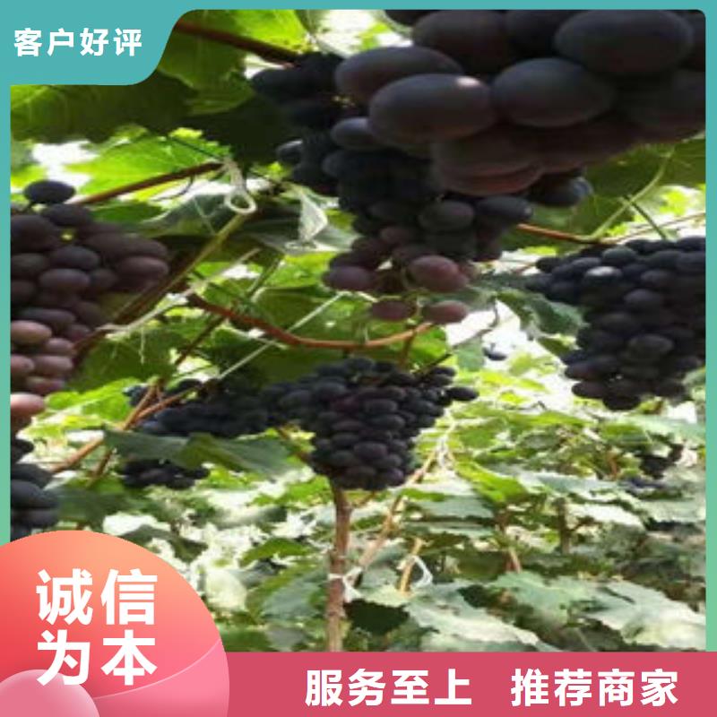 葡萄苗【桃樹苗】現貨采購