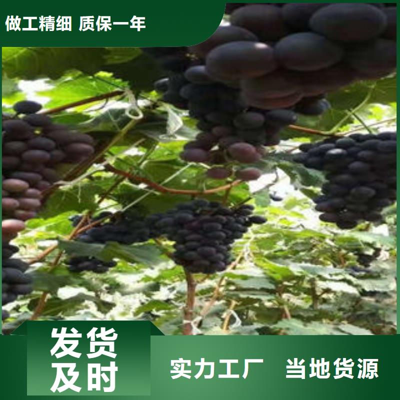 【葡萄苗梨樹苗誠信廠家】