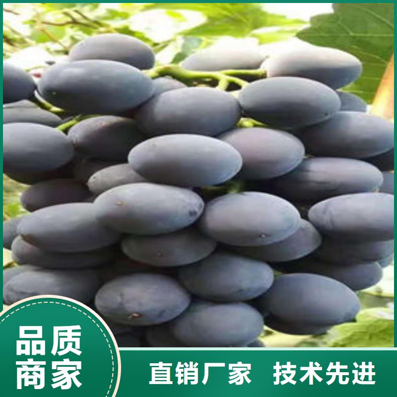 葡萄苗梨樹苗優選貨源