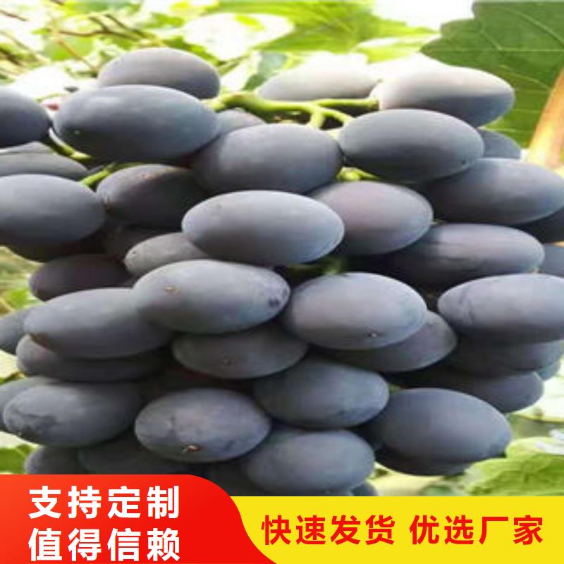 葡萄苗,梨樹苗物流配送