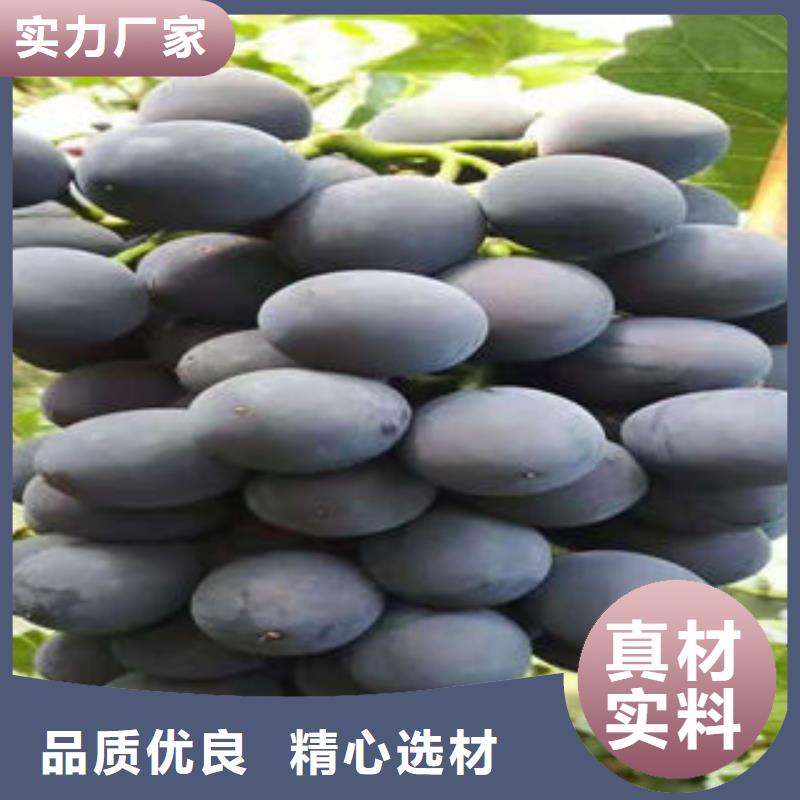 【葡萄苗】,桃樹苗質(zhì)量好