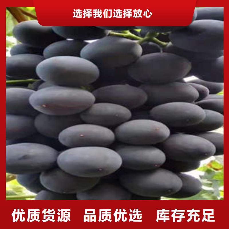 葡萄苗藍莓苗源頭實體廠商