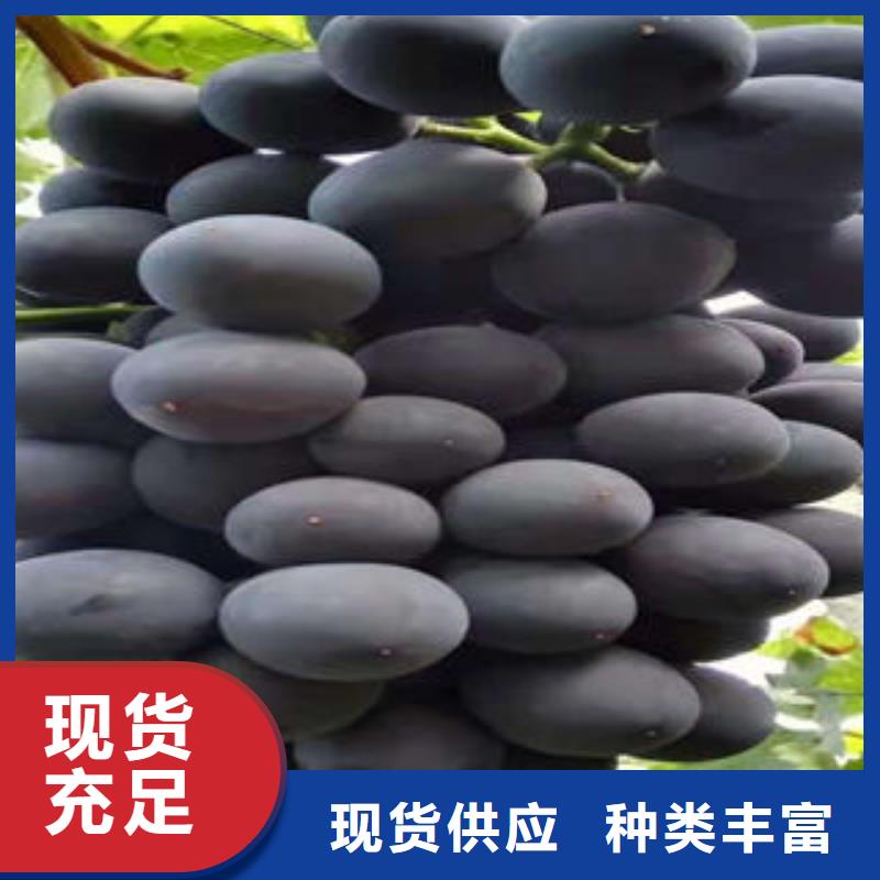 葡萄苗,桃樹苗一周內發貨