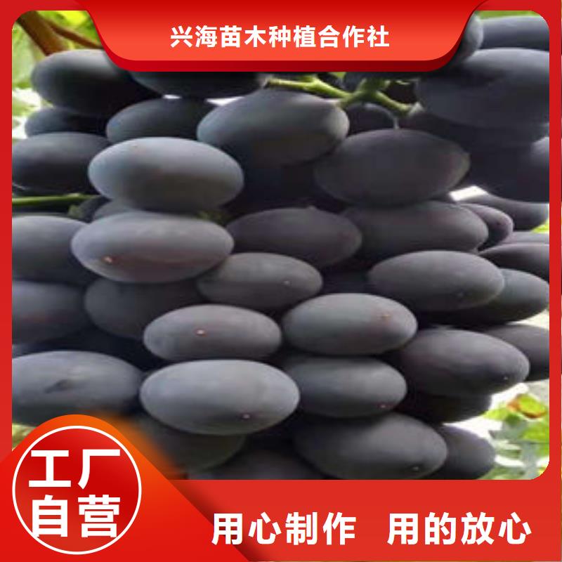 葡萄苗板栗苗产地源头好货