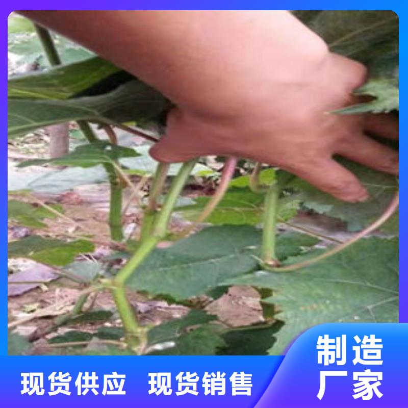 葡萄苗-桃樹苗源頭廠源頭貨