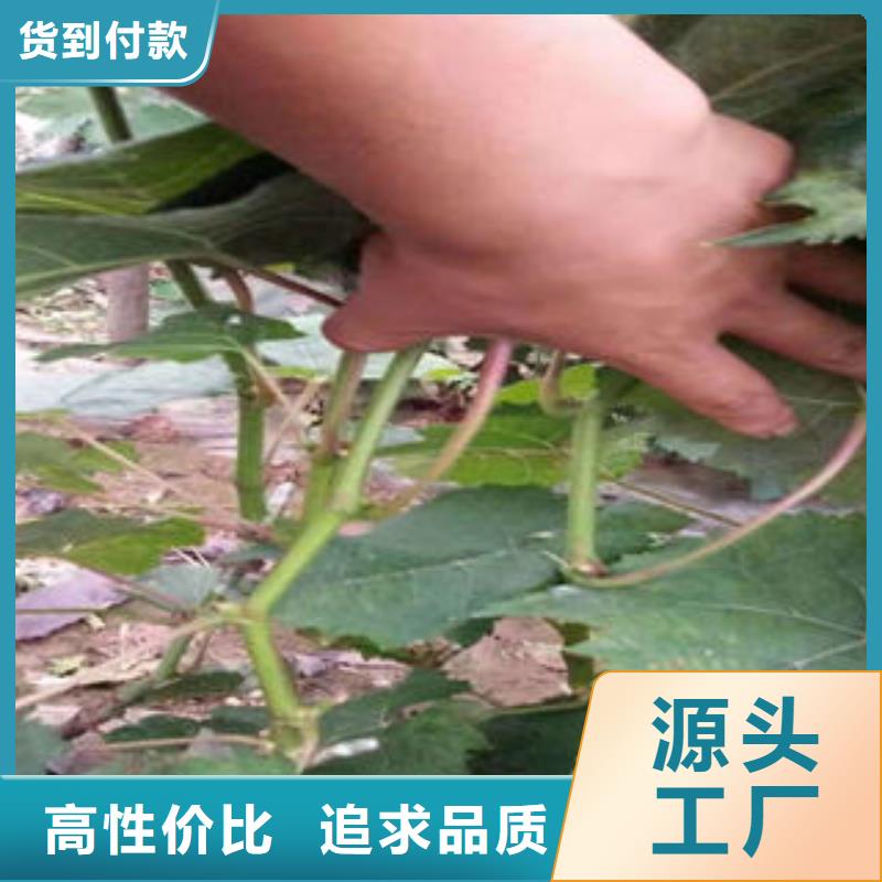 葡萄苗蘋(píng)果苗好貨采購(gòu)