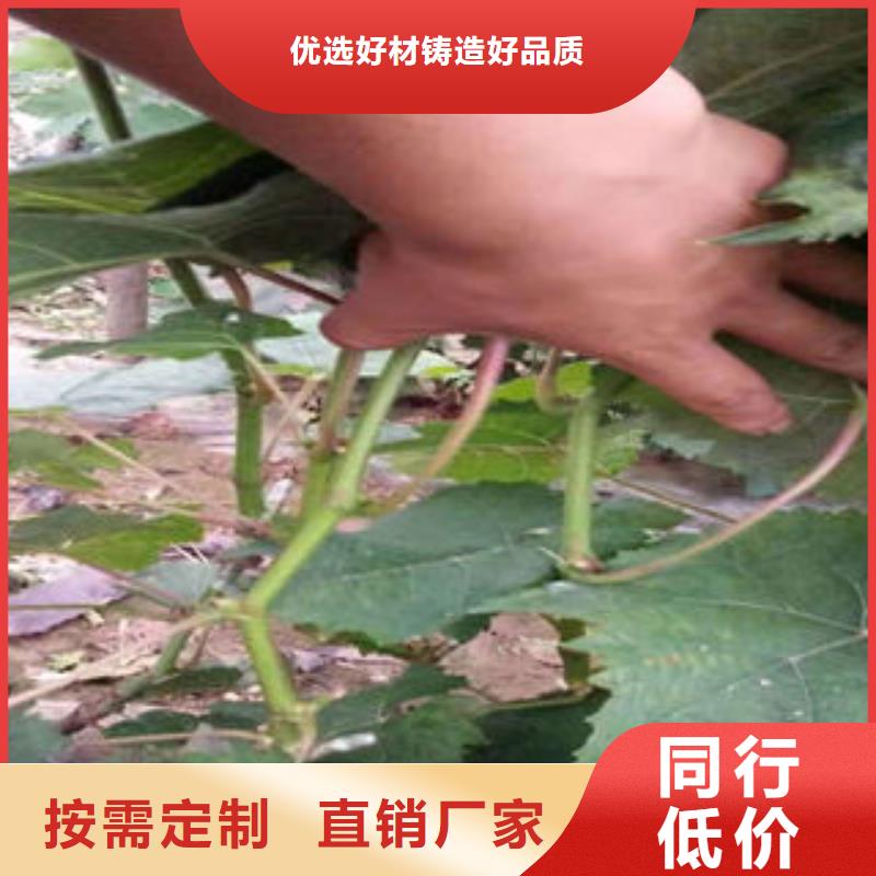 花椒苗视频-甘肃省天水市|武山|秦州|平凉|武威|甘南|定西|兰州|酒泉花椒苗-兴海