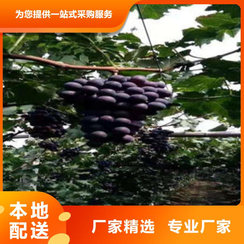 葡萄苗-桃樹苗源頭廠源頭貨