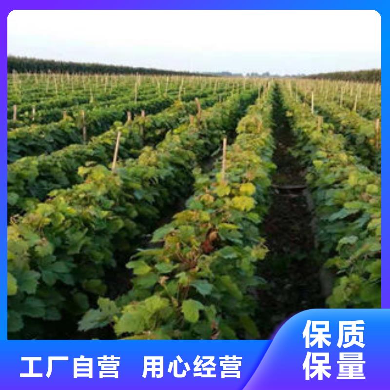 【葡萄苗-梨樹苗好貨采購】