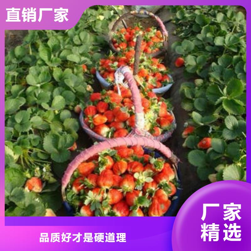 草莓苗_【藍莓苗】產地廠家直銷