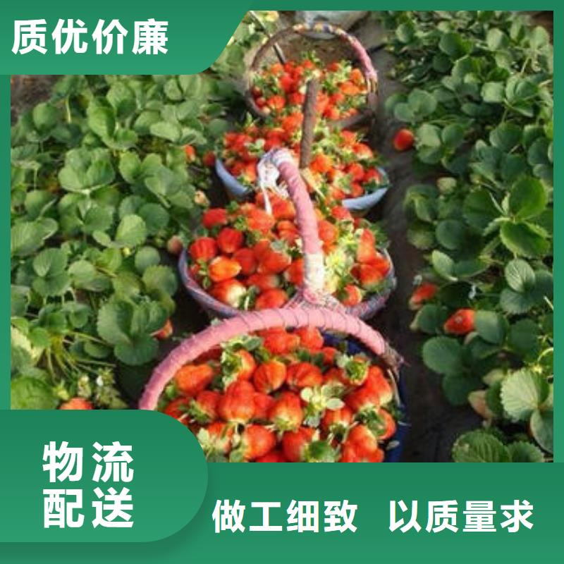花椒苗视频-花椒苗(兴海)覆盖地域云南省昆明市嵩明|盘龙|怒江|曲靖|楚雄|普洱