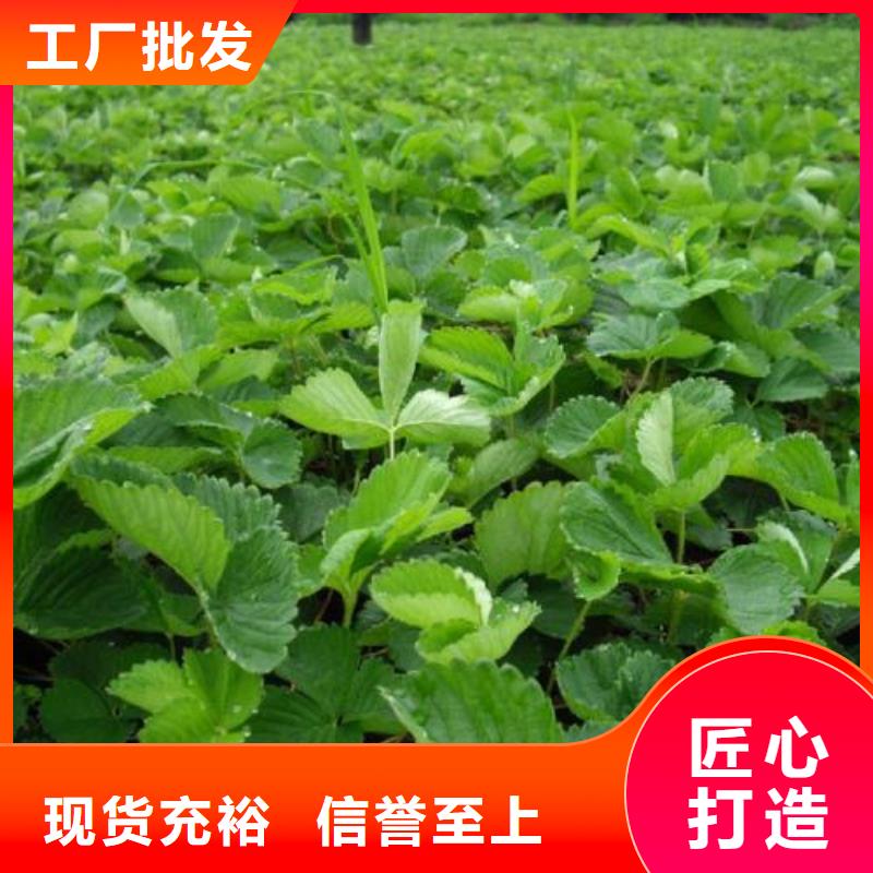 草莓苗蘋果苗銷售的是誠信