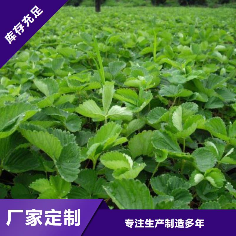【草莓苗】,花椒苗品質有保障