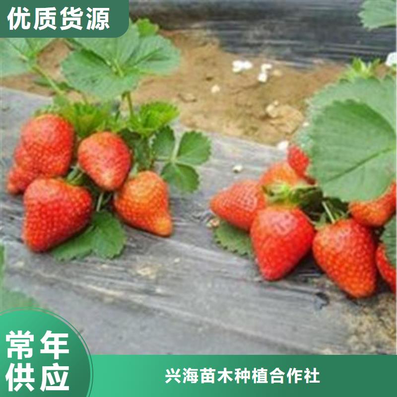 草莓苗_李子苗一件也發(fā)貨