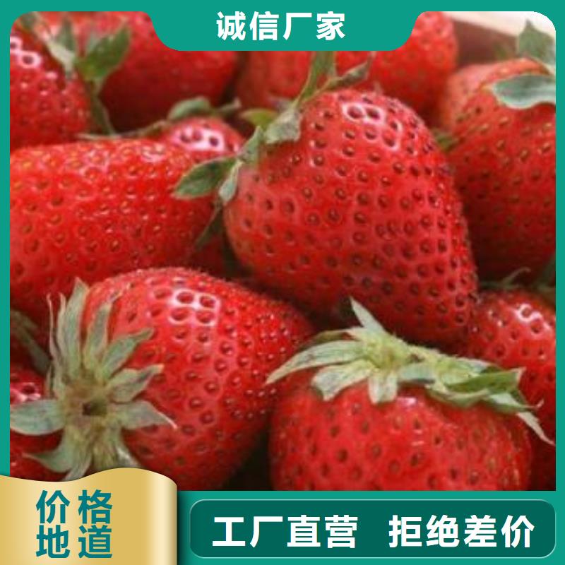 草莓苗,核桃苗自產(chǎn)自銷