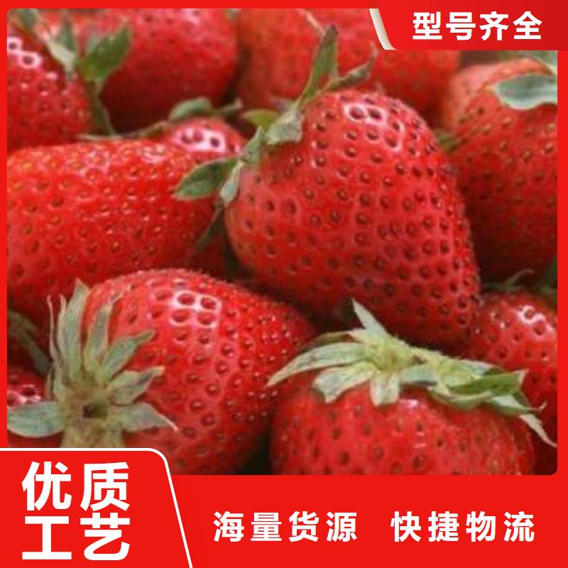 草莓苗桃樹苗來圖加工定制