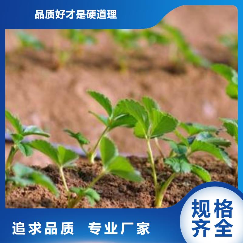 草莓苗【桃樹苗】品種全