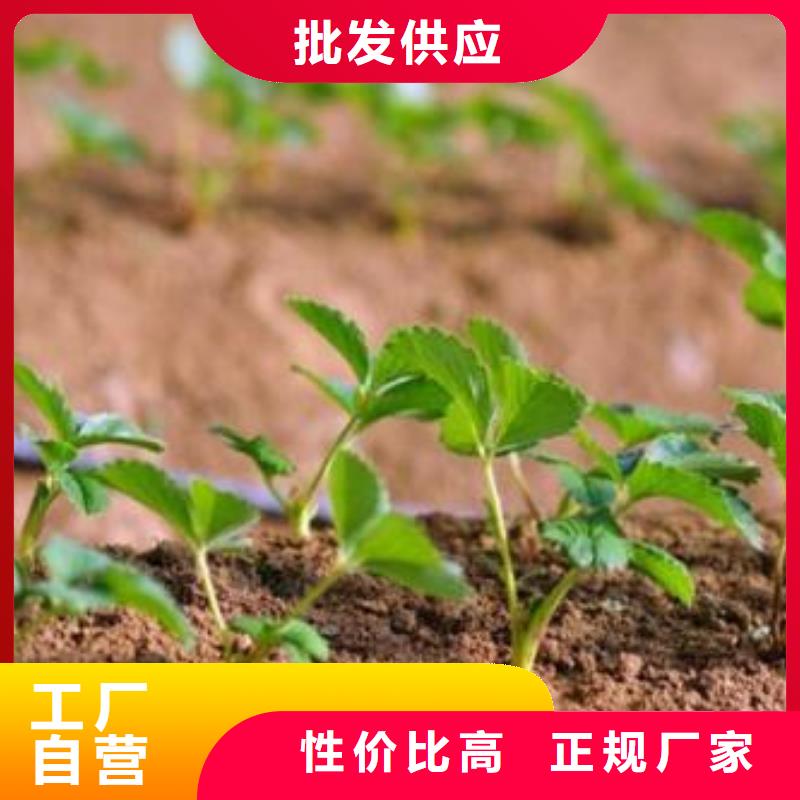 花椒苗视频-花椒苗-兴海苗木种植社(抚顺市分公司)服务区域顺城|东洲|锦州|丹东|营口|沈阳