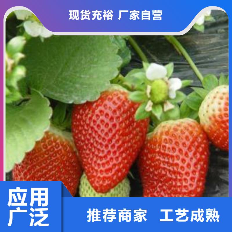 草莓苗_【桃樹苗】材質實在