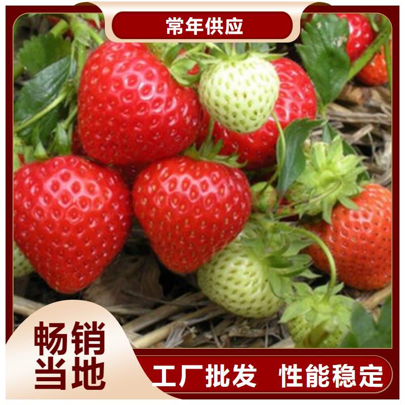 草莓苗_【藍莓苗】產地廠家直銷