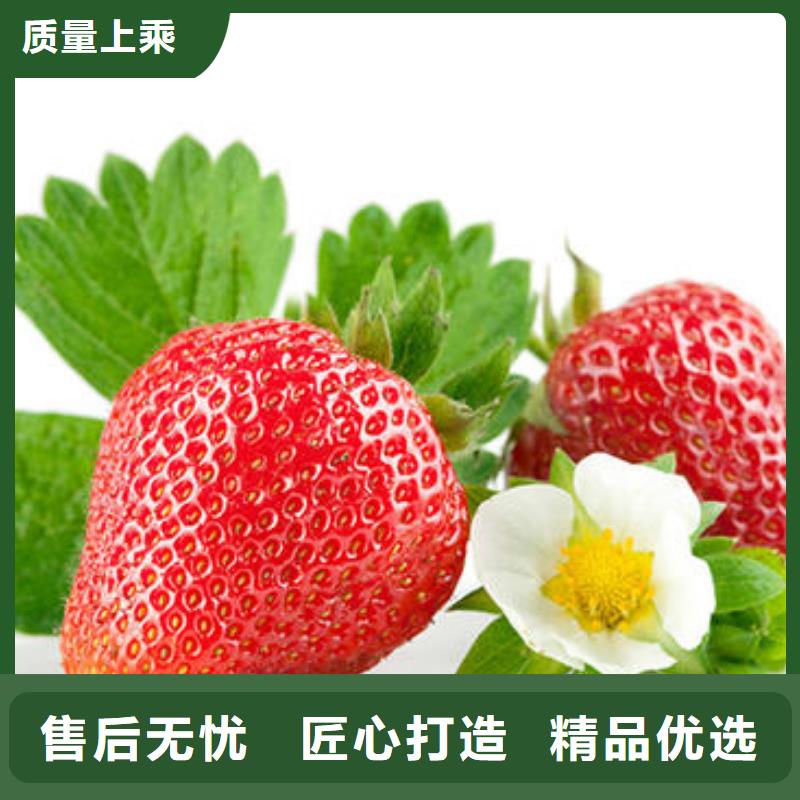 草莓苗桃树苗实力优品