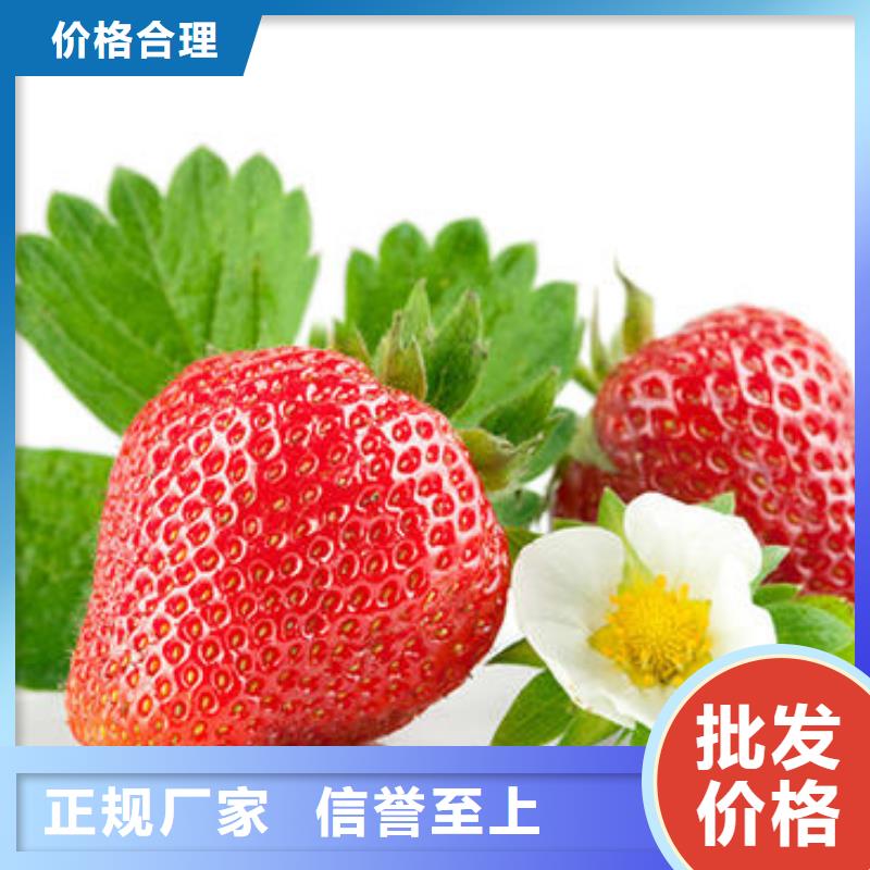 草莓苗【花椒苗】精心打造