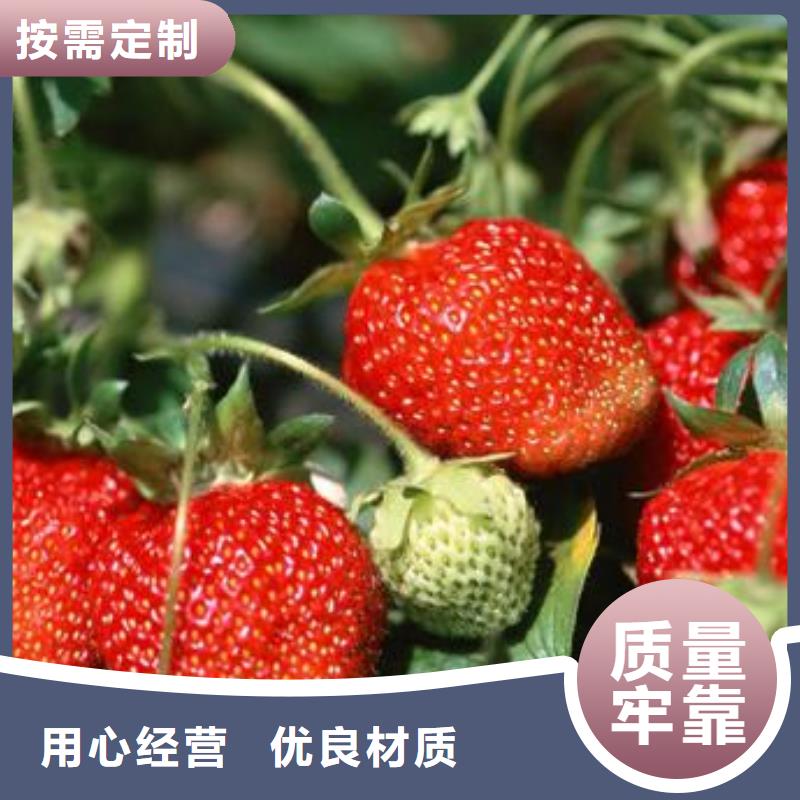 草莓苗,梨樹苗嚴選好貨