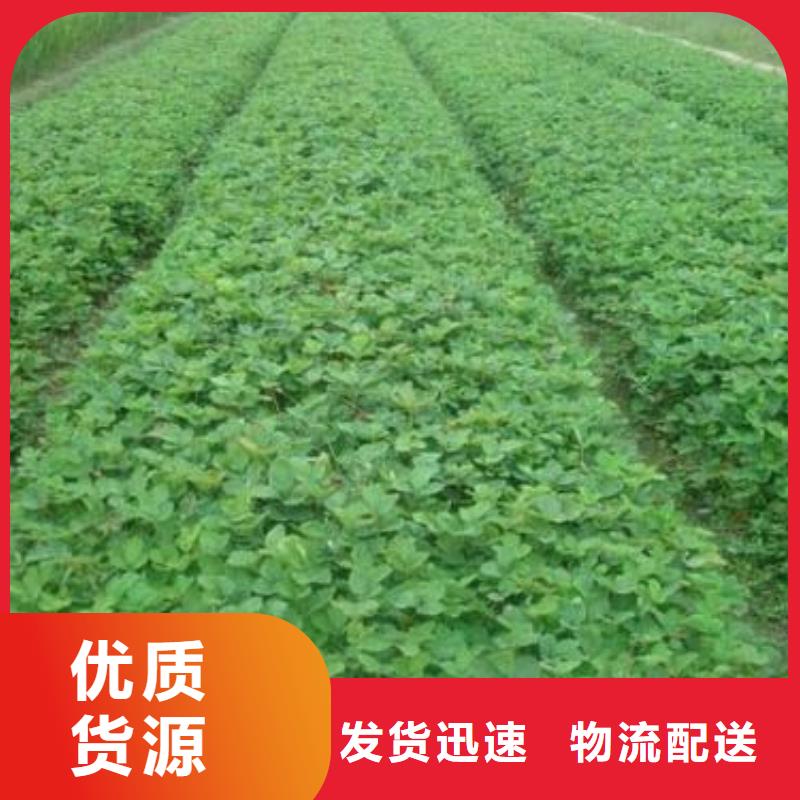 花椒苗视频-花椒苗(兴海)覆盖地域云南省昆明市嵩明|盘龙|怒江|曲靖|楚雄|普洱