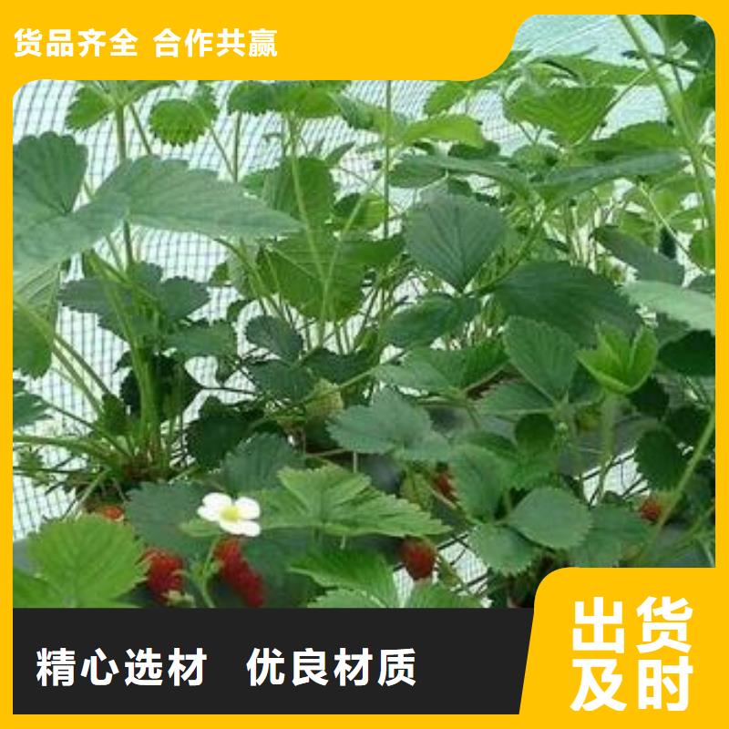 草莓苗,梨樹苗嚴選好貨