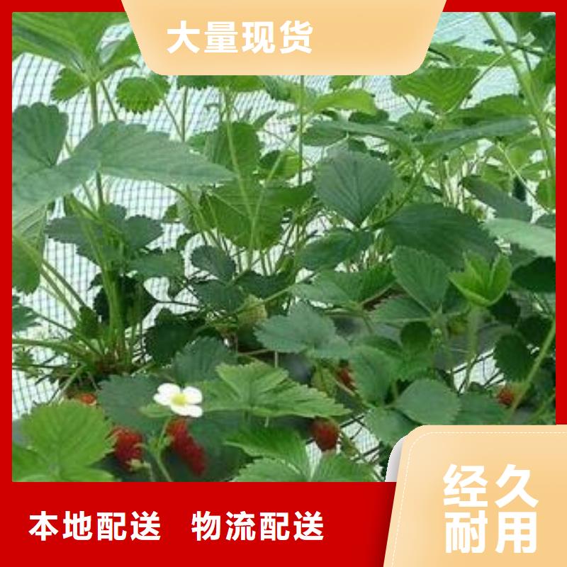 草莓苗花椒苗為您提供一站式采購服務