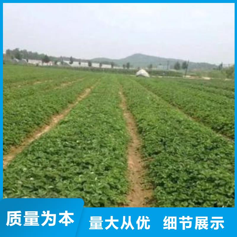 草莓苗花椒苗廠家銷售