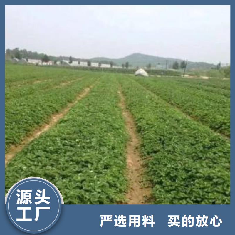 草莓苗-藍莓苗品質有保障