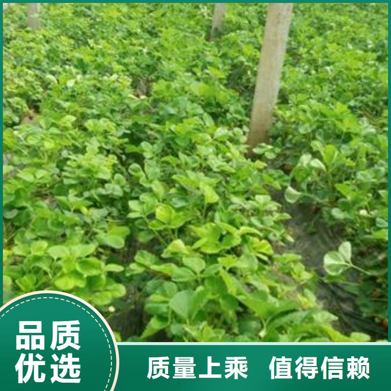 【草莓苗梨树苗实力厂家】