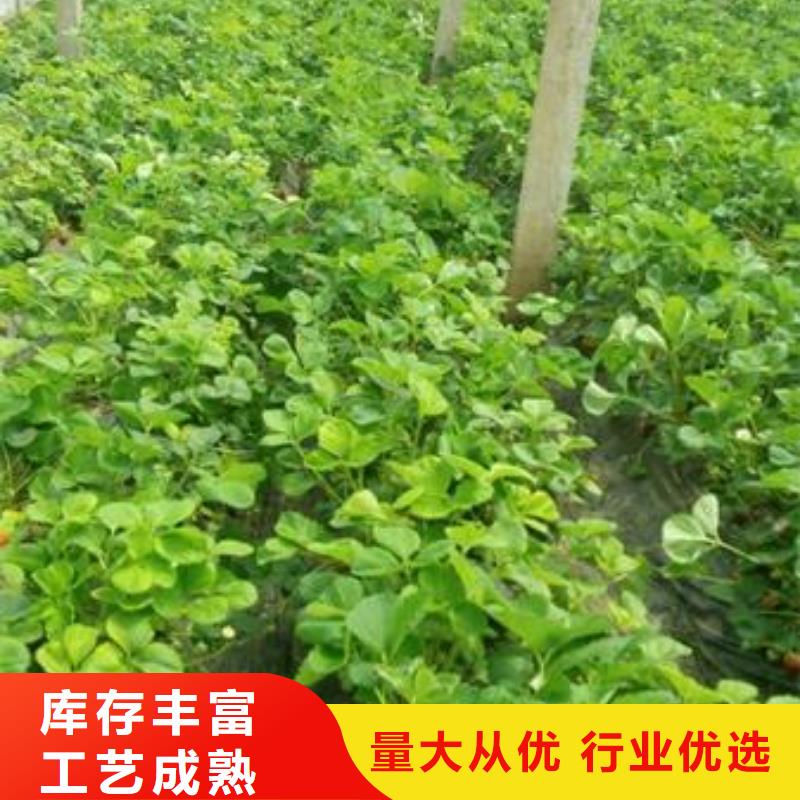 草莓苗_【藍莓苗】產地廠家直銷