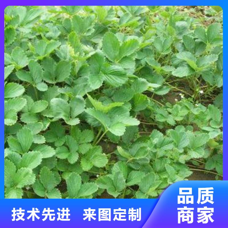 花椒苗视频-花椒苗(兴海)覆盖地域云南省昆明市嵩明|盘龙|怒江|曲靖|楚雄|普洱