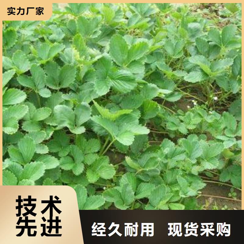 草莓苗_【藍莓苗】產地廠家直銷