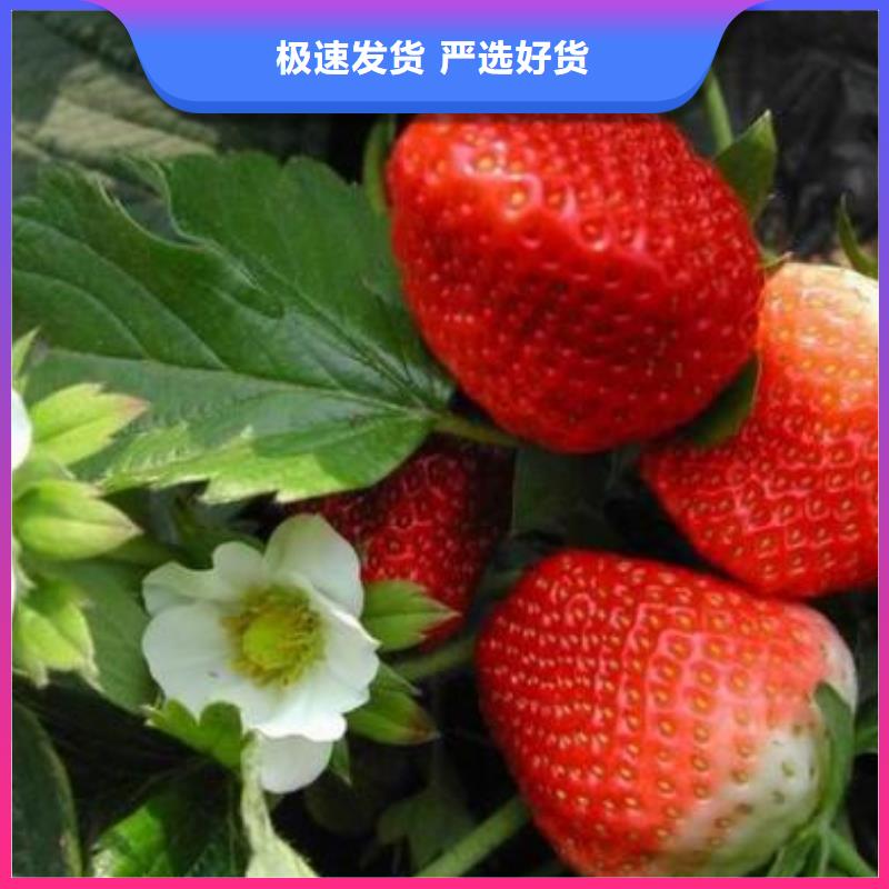 草莓苗藍莓苗生產(chǎn)廠家