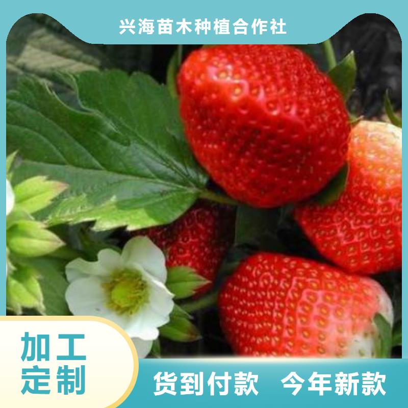 草莓苗板栗苗當(dāng)?shù)貜S家值得信賴
